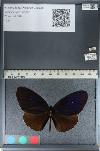 Media type: image;   Entomology 160948